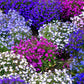 200 MIXED COLORS LOBELIA Regatta Lobelia Erinus Flower Seeds