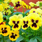 50 YELLOW & BROWN PANSY Swiss Giant Violet Viola Wittrockiana Flower Seeds