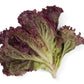 3000 RUBY LEAF LETTUCE Red Loose Leaf Heirloom Lactuca Sativa Vegetable Seeds