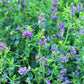 100 CIMARRON ALFALFA Medicago Sativa Ground Cover Forage Purple Flower Seeds