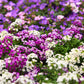 500 Sweet ALYSSUM PASTEL CARPET Mix Lobularia Maritima Flower Seeds