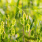 100 NORTHERN SEA OATS Grass Inland Chasmanthium Seeds