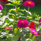 250 VIOLET QUEEN ZINNIA Elegans Purple Double Dahlia Heirloom Flower Seeds