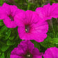 1000 SHANIN PETUNIA Integrifolia Violacea Pink Purple Wild Flower Seeds