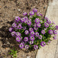 500 Sweet ALYSSUM ROYAL CARPET Lobularia Maritima Violet Blue Flower Seeds