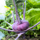 2000 PURPLE VIENNA KOHLRABI Brassica Oleracea Gongylodes Vegetable Seeds