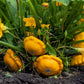 10 Golden YELLOW Bush SCALLOP SQUASH (Patty Pan / Paty Pan / Squanter Squash) Summer Cucurbita Pepo Vegetable Seeds
