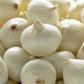 500 Crystal White WAX PEARL ONION Allium Cepa Vegetable Seeds
