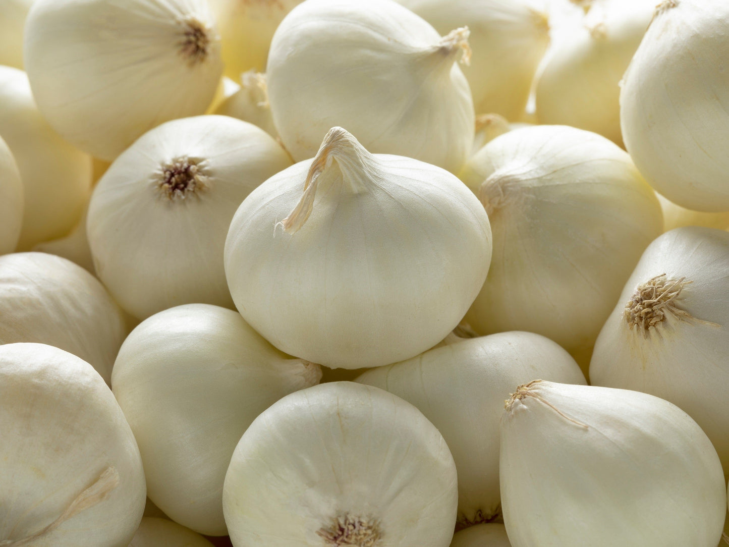 500 Crystal White WAX PEARL ONION Allium Cepa Vegetable Seeds