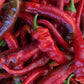 25 JIMMY NARDELLO PEPPER Sweet Red Italian Capsicum Annuum Vegetable Seeds