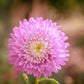 1000 POWDER PUFF ASTER Mix Callistephus Chinensis Flower Seeds