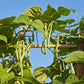 50 FRENCH Blue Lake POLE BEAN Phaseolus Vulgaris Vegetable Seeds