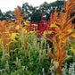 100 Organic HOT BISCUITS AMARANTHUS Cruentus Coppery Bronze Plumes Flower Seeds
