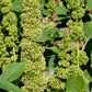 200 GREEN THUMB AMARANTHUS Hypochondriacus Prince’s Feather Amaranth Flower Seeds