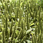 200 GREEN THUMB AMARANTHUS Hypochondriacus Prince’s Feather Amaranth Flower Seeds