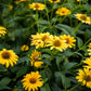 50 SUMMER SUN SUNDROPS Yellow Heliopsis Scabra False Sunflower Flower Seeds