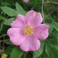 25 PINK SWAMP ROSE Rosa Palustris Flower Shrub Bush ( Average - Wet Soil ) Seeds