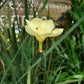20 YELLOW AFRICAN IRIS Fortnight Lily Dietes Bicolor Butterfly Flag Spanish Peacock Iris Flower Seeds