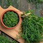 1000 LONG ISLAND Mammoth DILL Anethum Graveolens Herb Flower Seeds