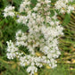 200 TALL WHITE BONESET (Thoroughwort) Eupatorium Perfoliatum Flower Seeds