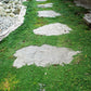 100 Walk On Me CREEPING THYME Thymus Serpyllum Herb Flower Seeds