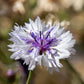 750 White BACHELOR'S BUTTON / CORNFLOWER Centaurea Cyanus Flower Seeds