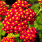 600 RED YARROW Achillea Millefolium Rubra Flower Seeds