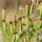 25 PAPALO Yerba Porosa, Summer Cilantro, Bolivian Coriander, Porophyllum Ruderale Culinary Herb Seeds