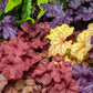 1200 Mixed Colors CORAL BELLS HEUCHERA Shade Flower Seeds