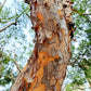 50 CHINESE ELM TREE (Lacebark) Ulmus Parvifolia Seeds