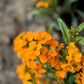 500 SIBERIAN WALLFLOWER Erysimum Cheiranthus Allionii Orange Flower Seeds