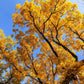 10 GINKGO BILOBA Maidenhair Tree Yellow Fall Orange "Fruit" Herb Seeds