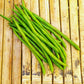 50 FRENCH Blue Lake POLE BEAN Phaseolus Vulgaris Vegetable Seeds