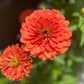 250 SALMON QUEEN ZINNIA Elegans California Giant Double Flower Seeds