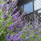 25 CHASTE BERRY TREE Vitex Agnus Castus Monk's Pepper Purple Fragrant Flower Seeds