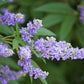 25 CHASTE BERRY TREE Vitex Agnus Castus Monk's Pepper Purple Fragrant Flower Seeds