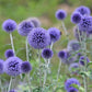 25 Blue GLOBE THISTLE Echinops Ritro Southern Globethistle Pollinator Flower Seeds