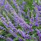 25 CHASTE BERRY TREE Vitex Agnus Castus Monk's Pepper Purple Fragrant Flower Seeds
