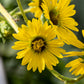 10 Yellow COMPASS PLANT Silphium Laciniatum Prairie Compassplant 4" Flower Seeds