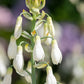 10 WHITE AFRICAN HYACINTH aka Cape or Giant Summer / Spire Lily - Ornithogalum Candicans / Galtonia / Hyacinthus Flower Seeds