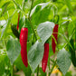 25 Organic KOREAN Dark GREEN PEPPER Lady Han Hot Chili Long Red Capsicum Annuum Seeds