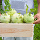 2000 WHITE VIENNA KOHLRABI German Turnip / Turnip Cabbage Brassica Oleracea Root & Leaf Vegetable Seeds