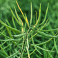 1000 Dwarf ESSEX RAPE KALE Rapeseed Brassica Napus Vegetable Seeds