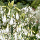 10 WHITE AFRICAN HYACINTH aka Cape or Giant Summer / Spire Lily - Ornithogalum Candicans / Galtonia / Hyacinthus Flower Seeds