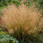 200 TUFTED HAIRGRASS Tussock Grass Deschampsia Cespitosa Moist Ornamental Native Seeds