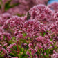 20 HEMP AGRIMONY Eupatorium Cannabinum Raspberries & Cream Flower Seeds