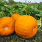 25 BIG MAX PUMPKIN Cucurbita Maxima Vegetable Seeds (Grow 100 pound pumpkins!)