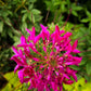 200 CHERRY QUEEN CLEOME Spinosa Hassleriana Carmine Rose Spider Flower Seeds