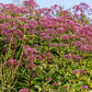 20 HEMP AGRIMONY Eupatorium Cannabinum Raspberries & Cream Flower Seeds