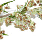 1000 COMMON MUGWORT Artemisia Vulgaris Wild Wormwood Herb Yellow Red Flower Seeds